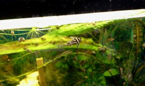 インペリアルゼブラプレコ