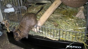 ケージから脱出するデグー