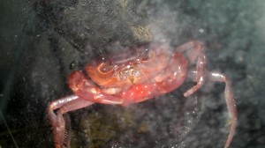 SANYO DIGITAL CAMERA 沢ガニの卵